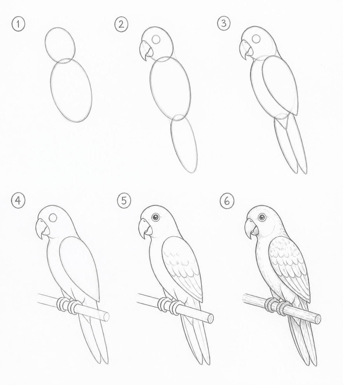 apprenez à dessiner un perroquet grâce à ce guide simple qui vous aidera à capturer toutes ses couleurs éclatantes et sa beauté naturelle étape par étape.