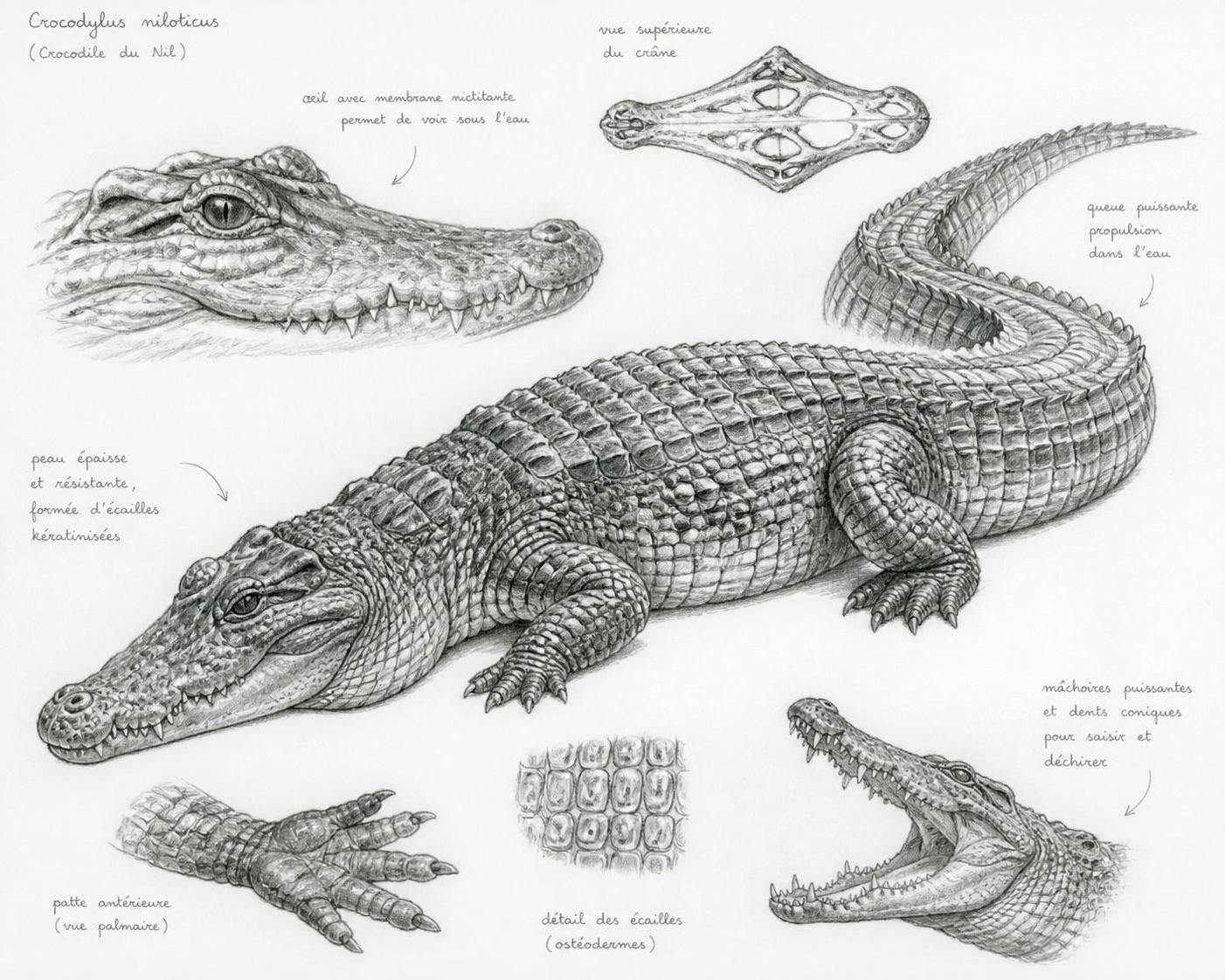 découvrez des astuces simples pour dessiner un crocodile réaliste étape par étape. apprenez à créer un croquis détaillé facilement, même pour les débutants.